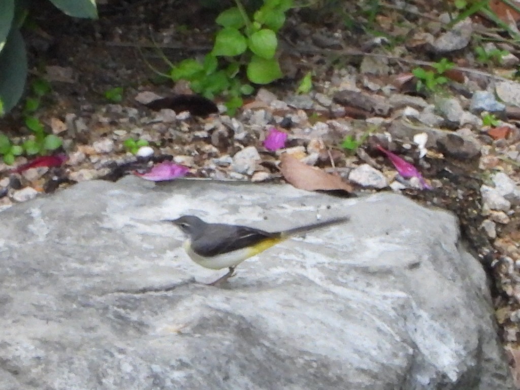 Lavandera Cascadeña - ML646961377