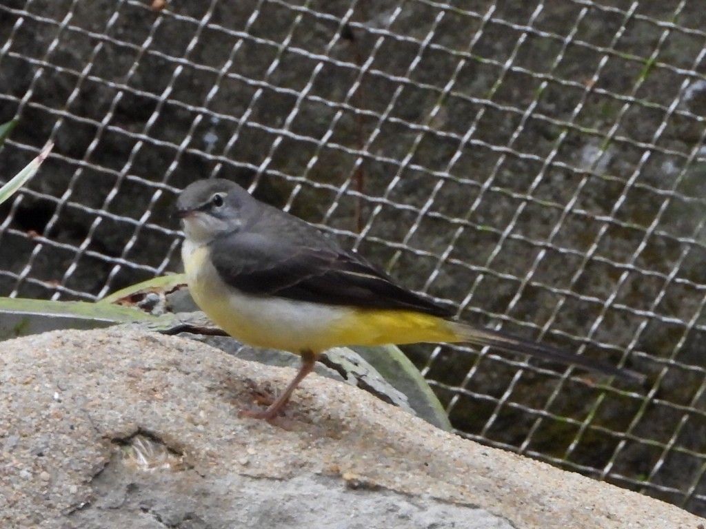 Lavandera Cascadeña - ML646961378