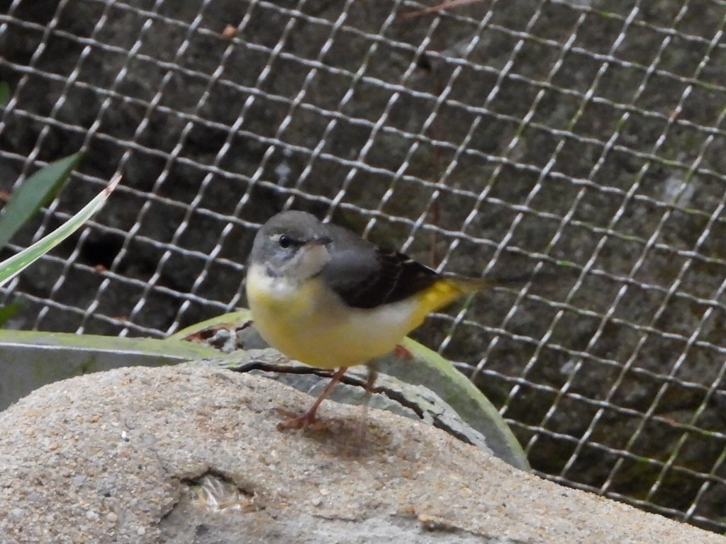 Lavandera Cascadeña - ML646961379