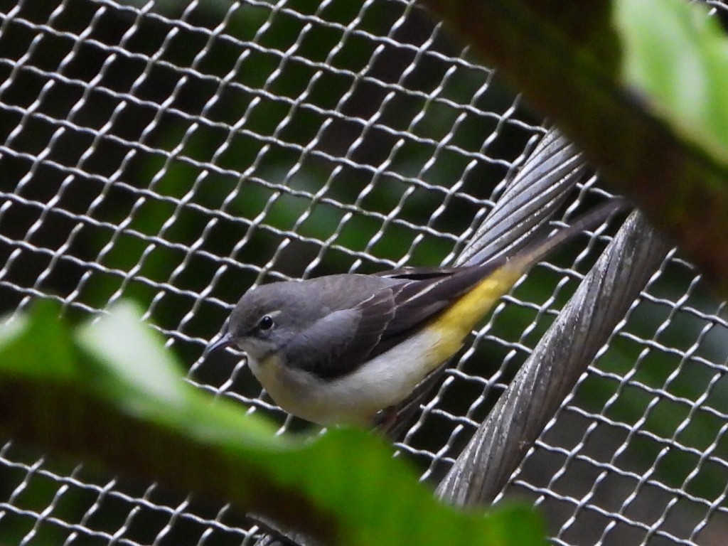 Lavandera Cascadeña - ML646961380