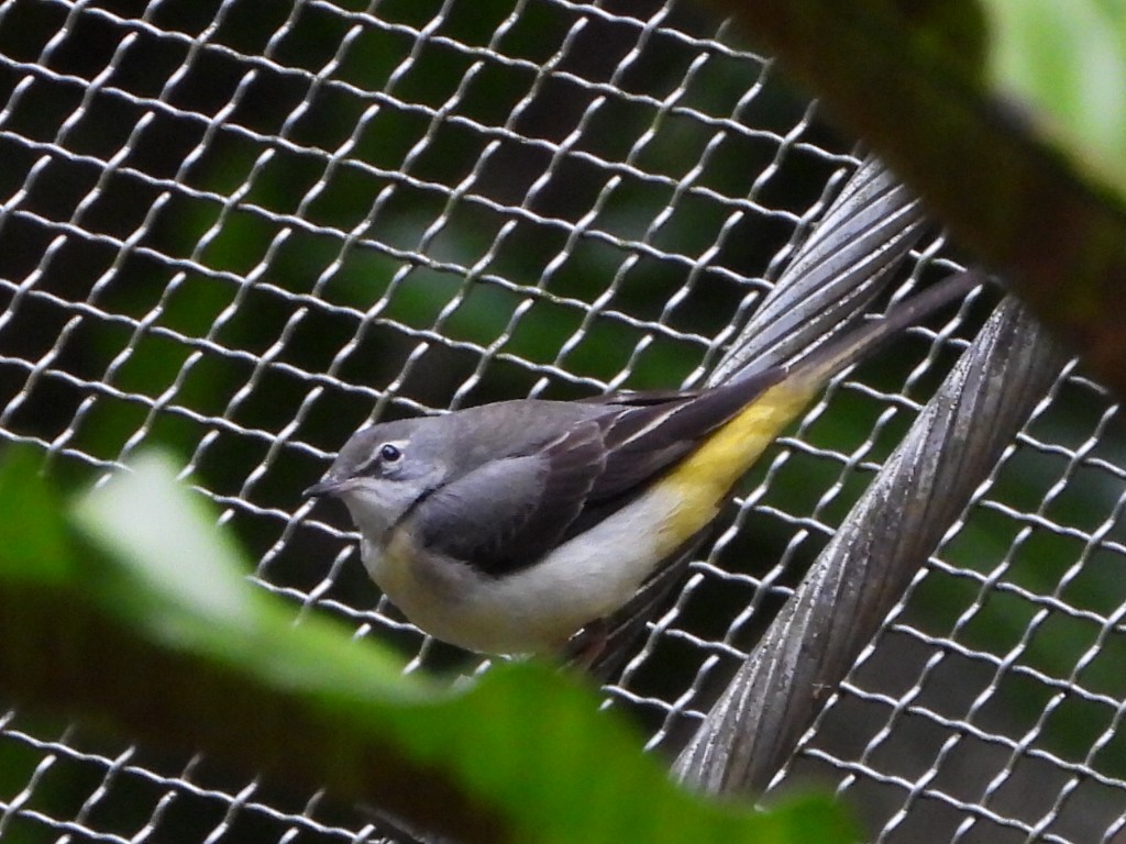 Lavandera Cascadeña - ML646961381