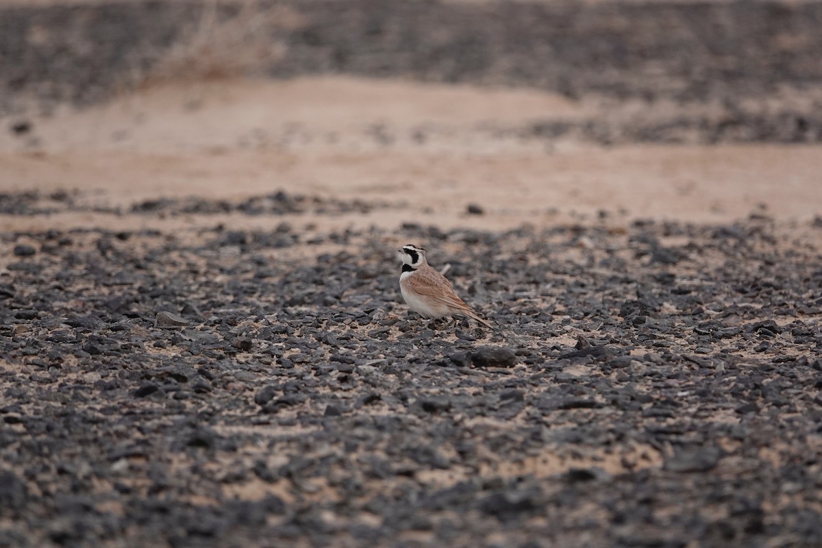 Temminck's Lark - ML646961382