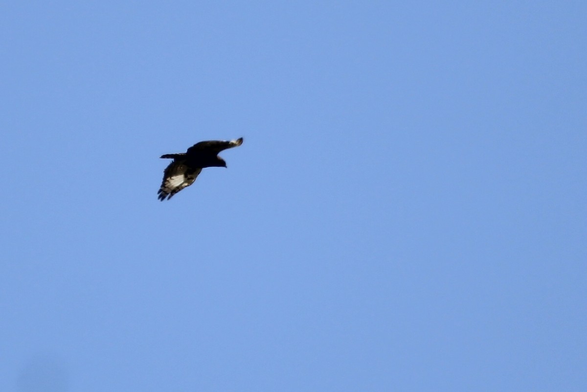 orel chocholatý - ML646961383