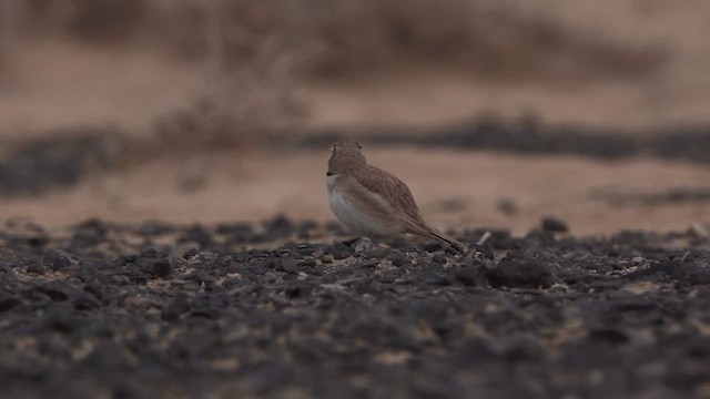 Temminck's Lark - ML646961385