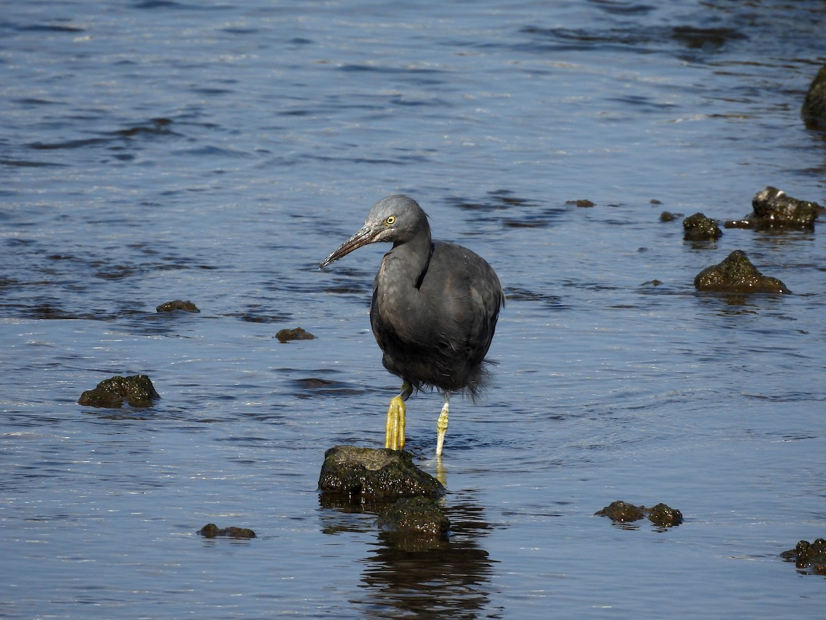 Riffreiher - ML646961386