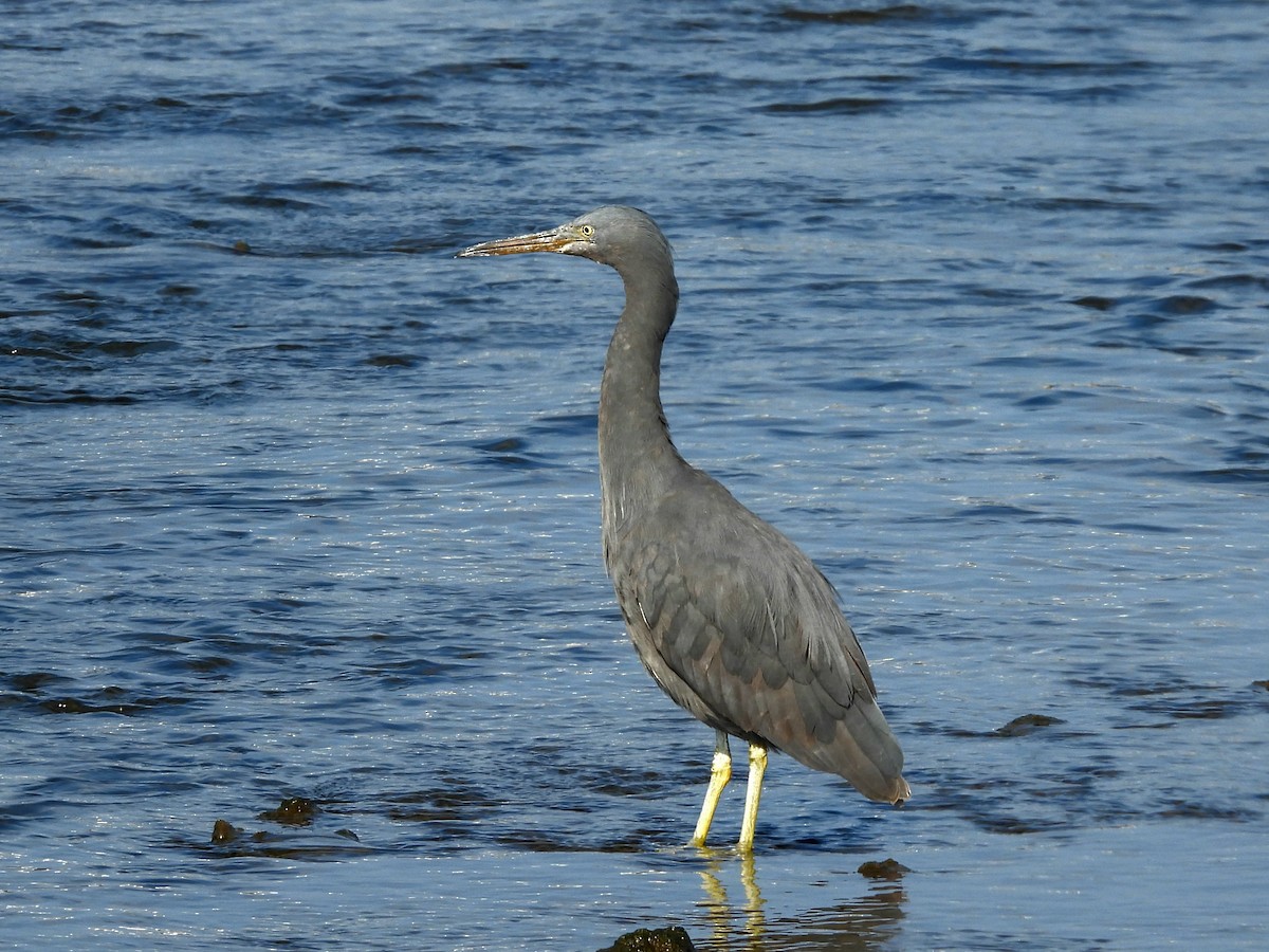 Riffreiher - ML646961387