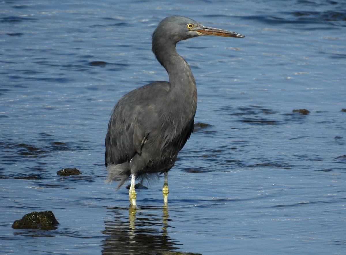 Riffreiher - ML646961388