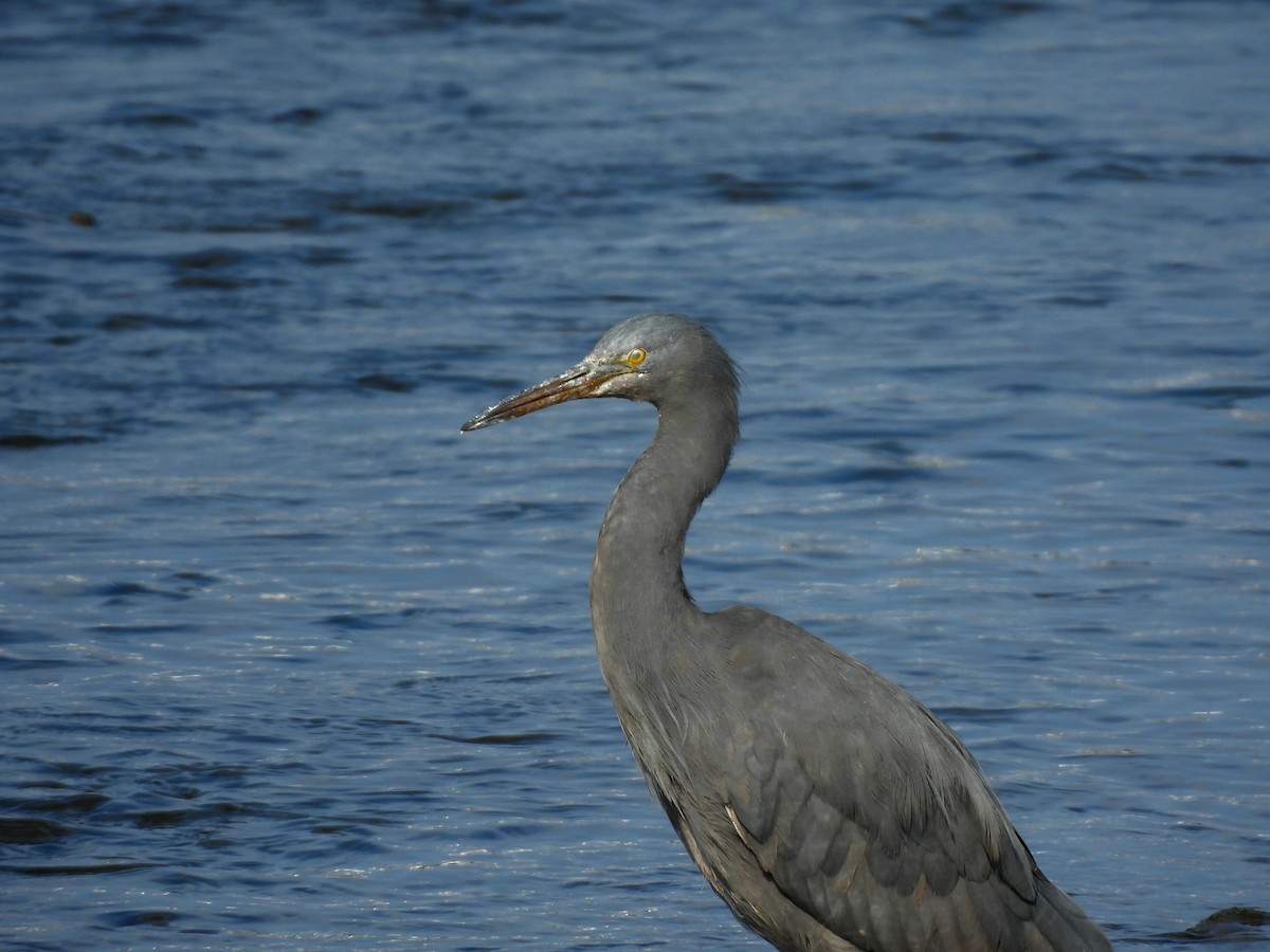 Riffreiher - ML646961389