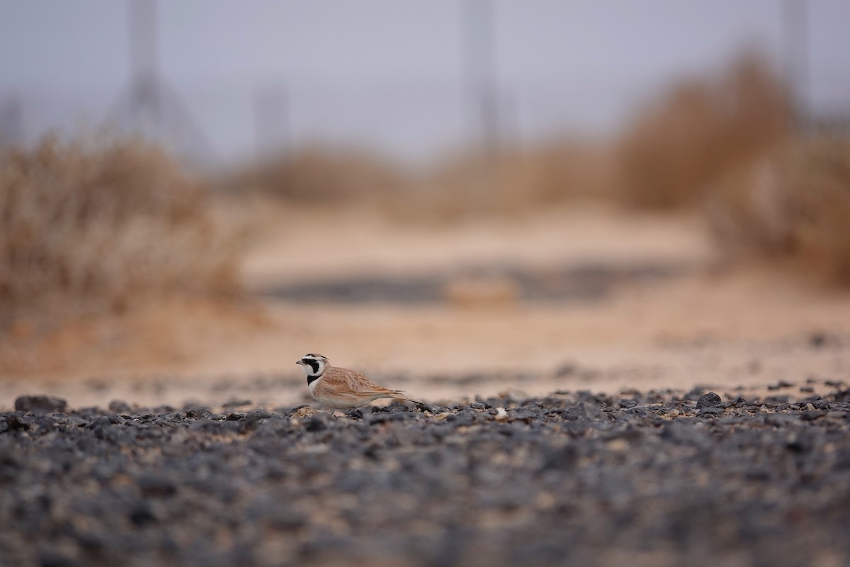 Temminck's Lark - ML646961391