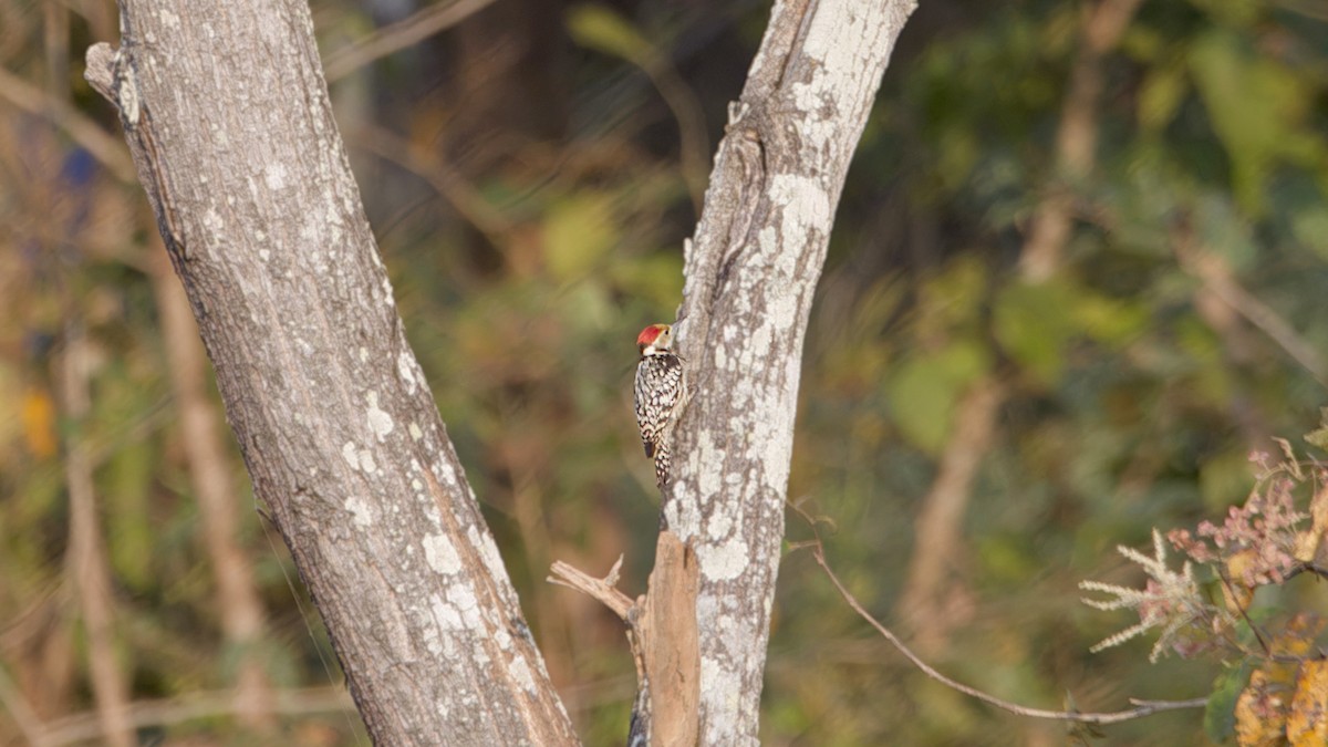Yellow-crowned Woodpecker - ML646961403