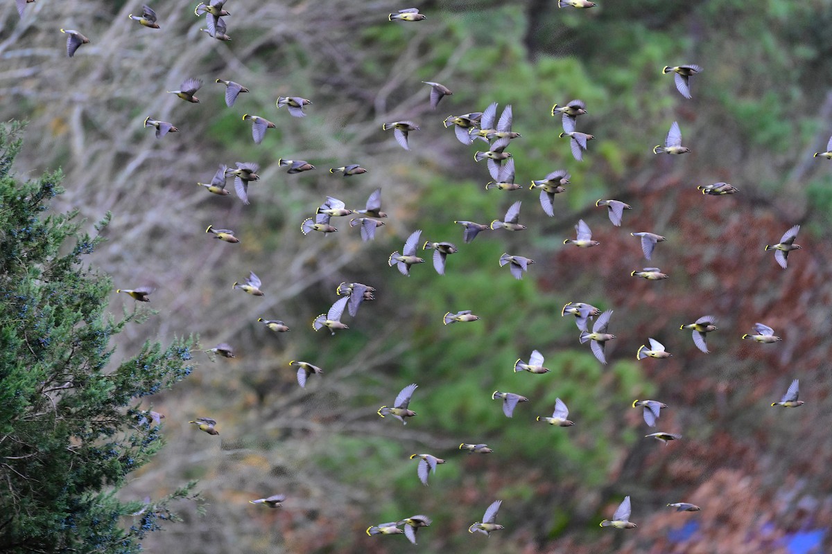 Омелюх американський - ML646961406