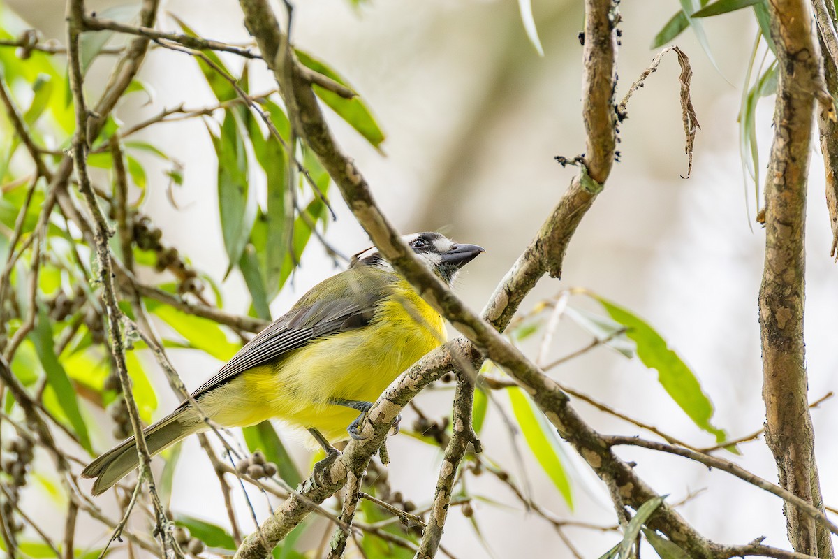 Silbador Cabezón Oriental - ML646961407