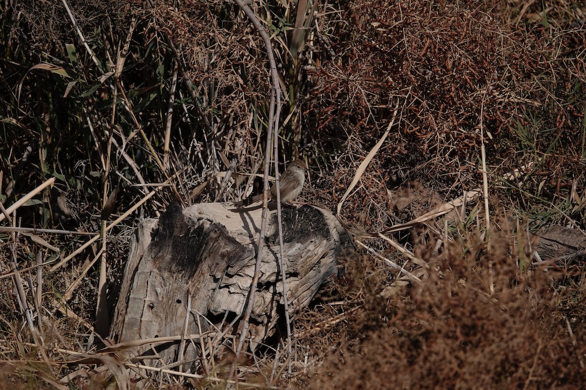 Принія афро-азійська - ML646961408