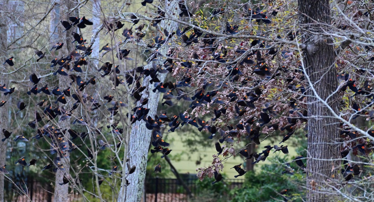 Еполетник червоноплечий - ML646961409