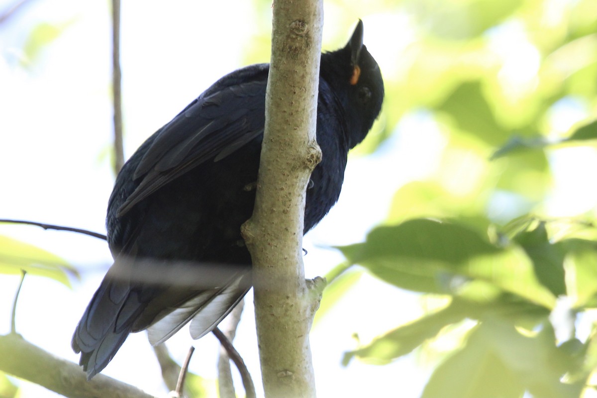 Black Cuckooshrike - ML646961414