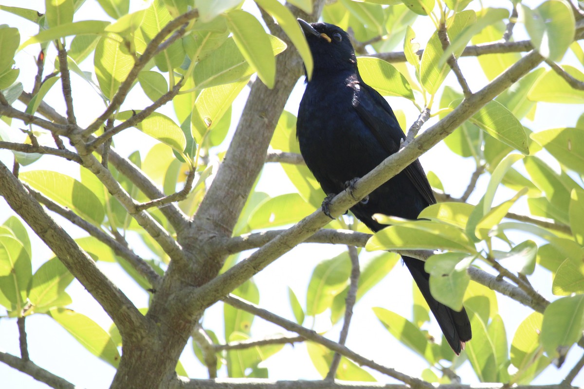 Black Cuckooshrike - ML646961415