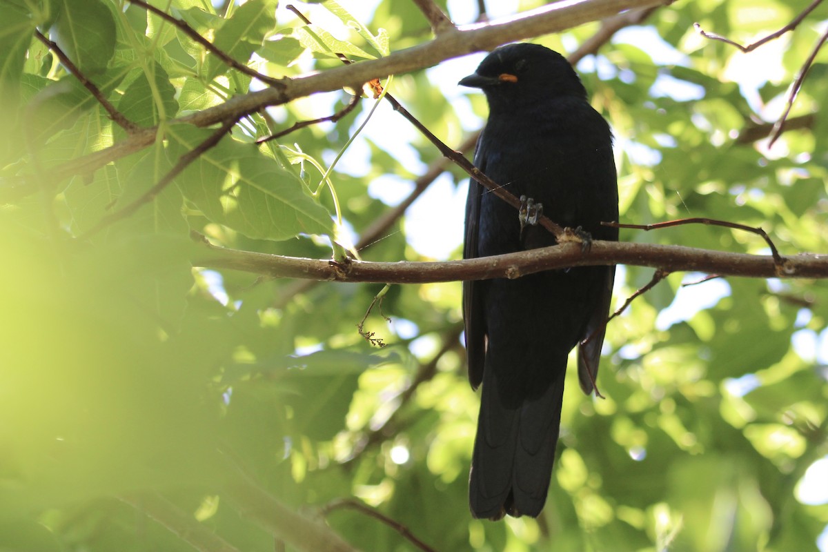 Black Cuckooshrike - ML646961416