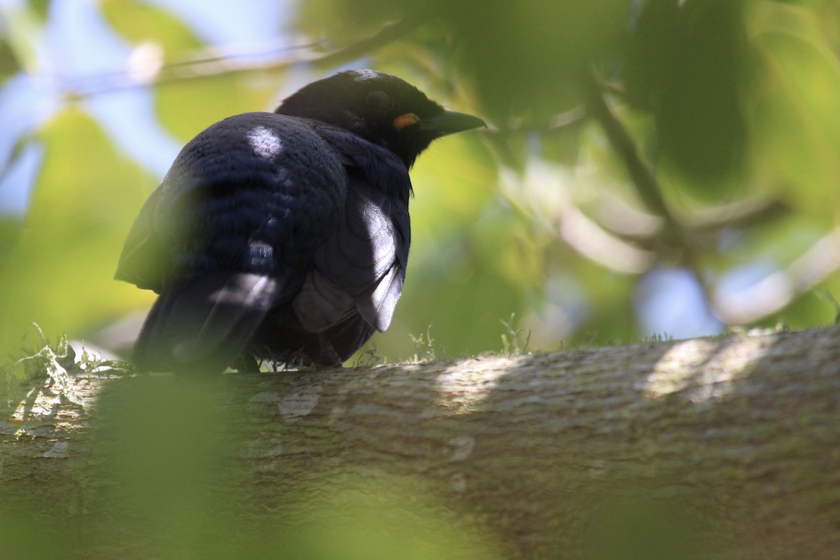 Black Cuckooshrike - ML646961417