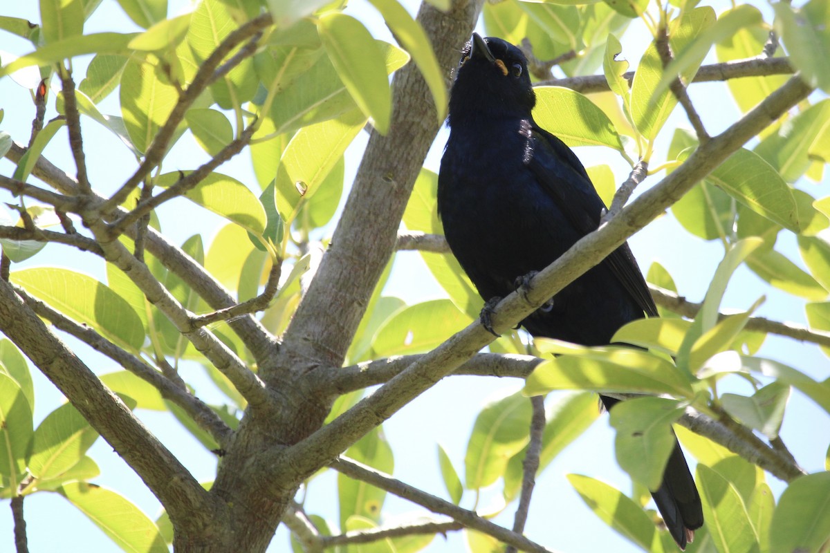 Black Cuckooshrike - ML646961418
