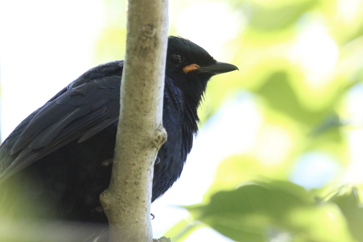 Black Cuckooshrike - ML646961419