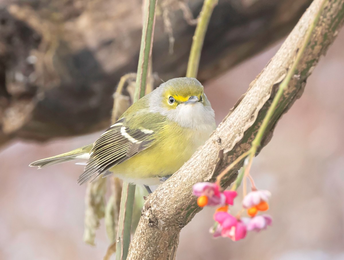 White-eyed Vireo - ML646961423