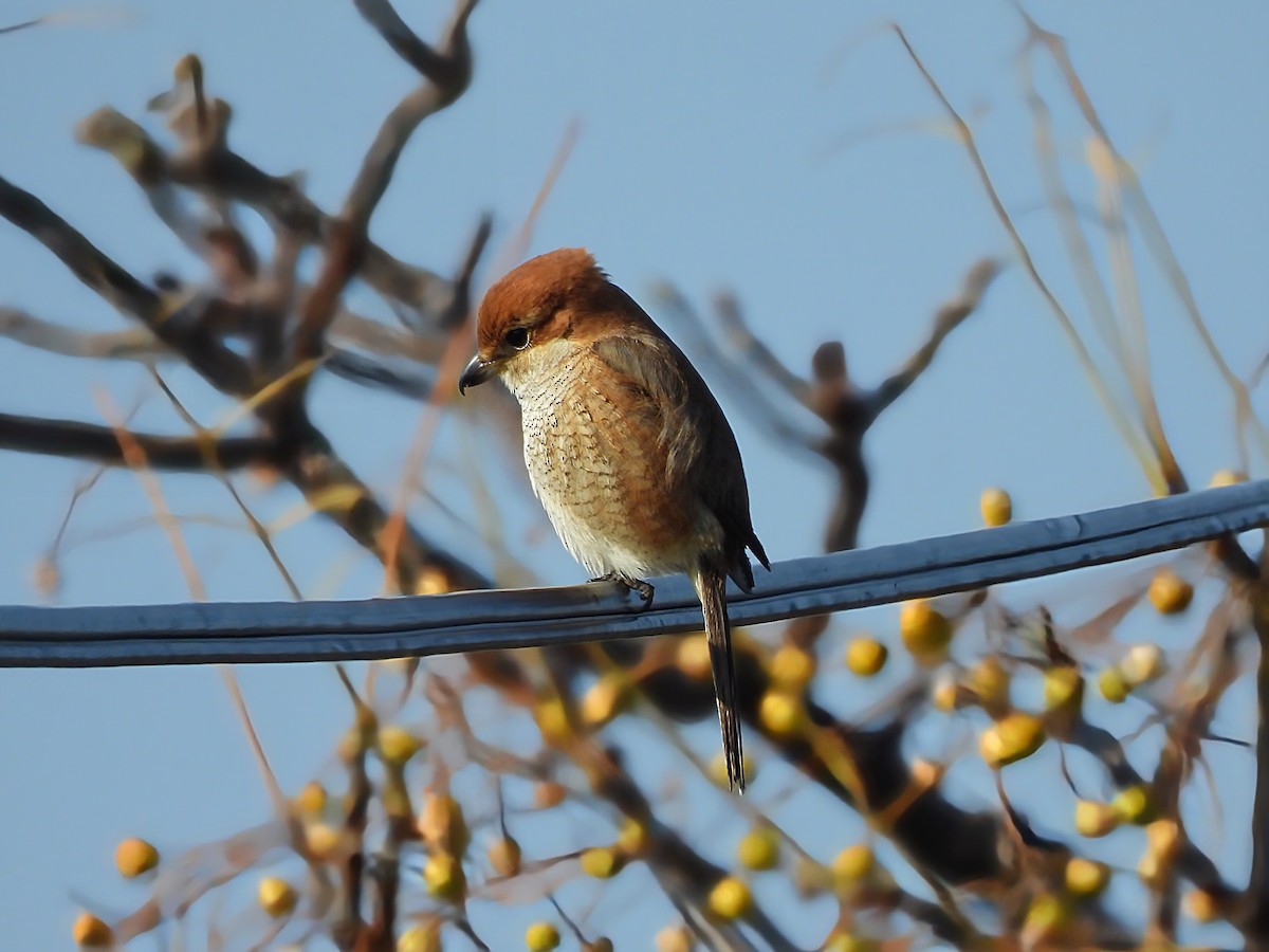 Büffelkopfwürger - ML646961426