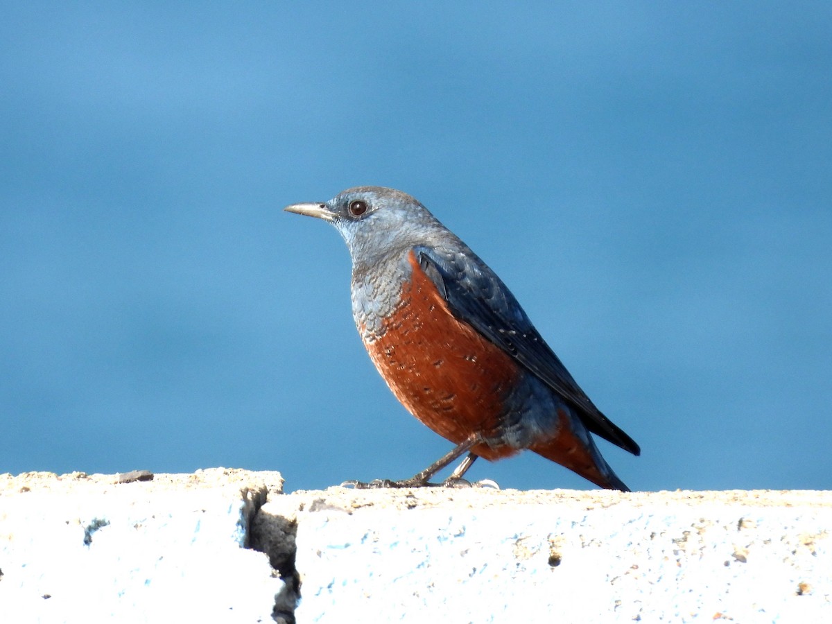 Blaumerle - ML646961428