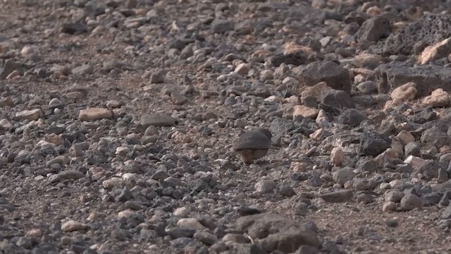 Desert Lark - ML646961433