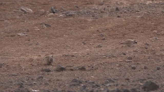 Temminck's Lark - ML646961434