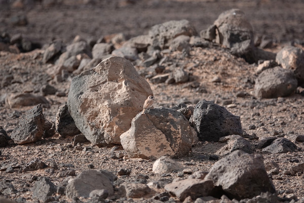 Temminck's Lark - ML646961435