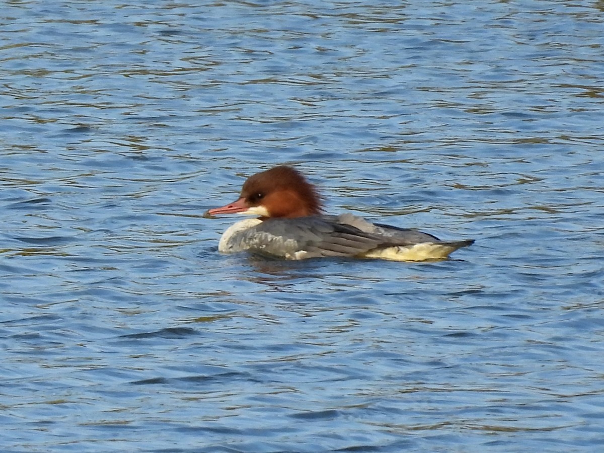 Gänsesäger - ML646961438