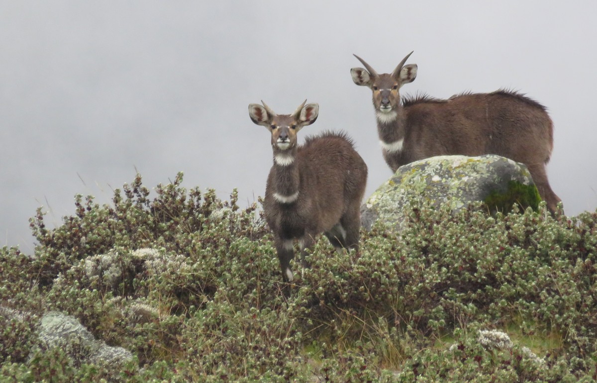 Mountain Nyala - ML646961439