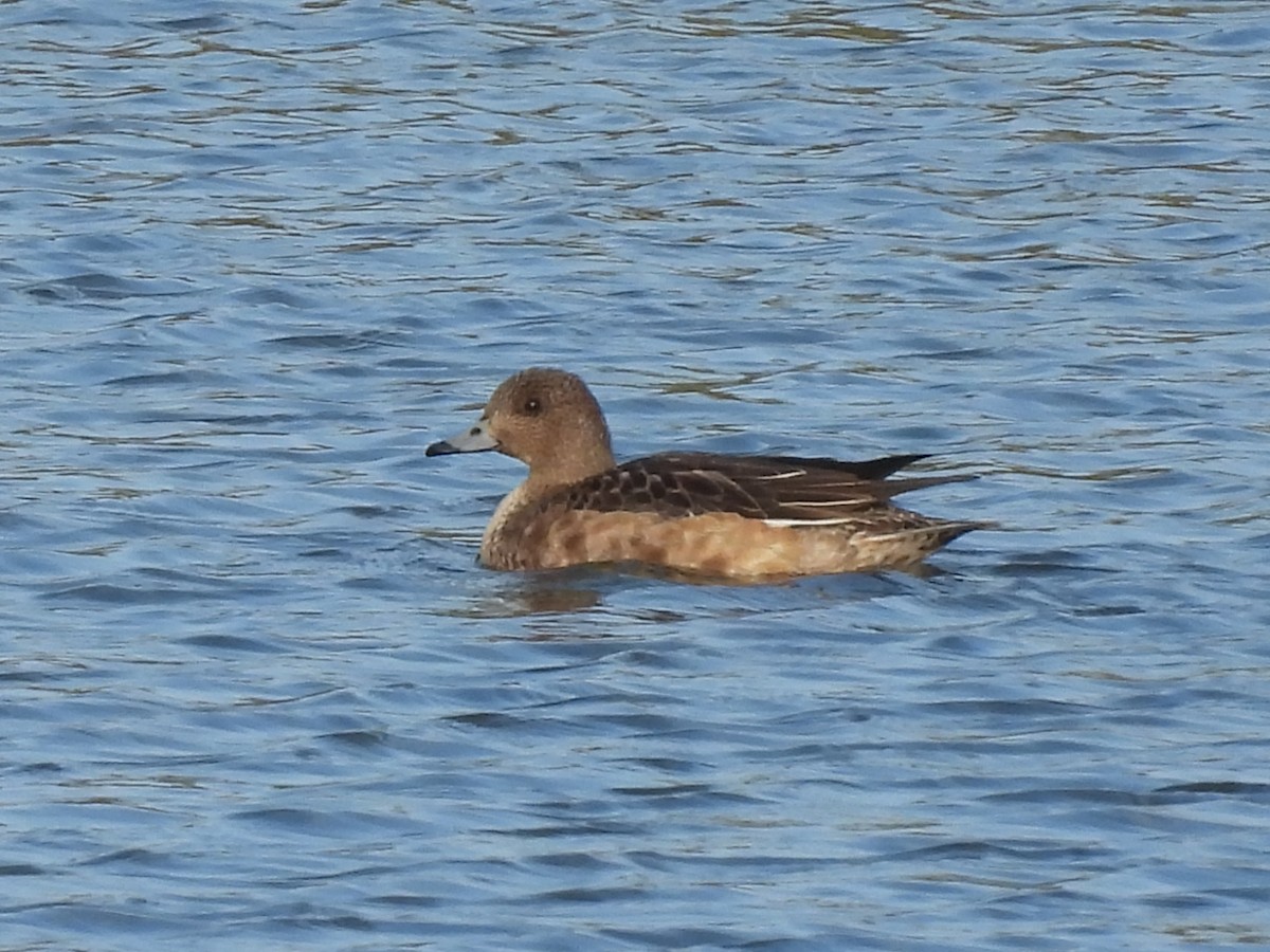 Pfeifente - ML646961441