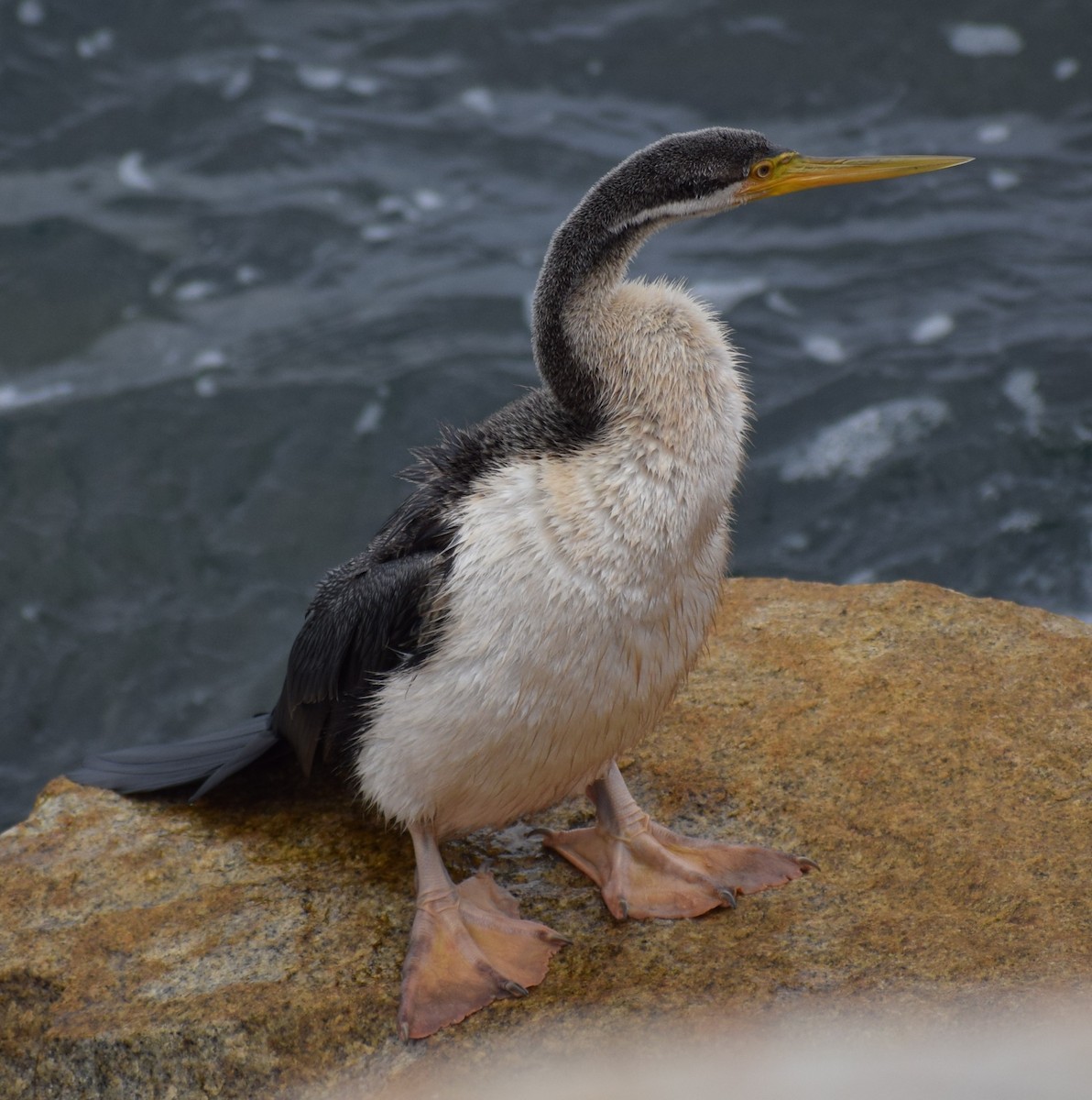 Змієшийка австралійська - ML646961442