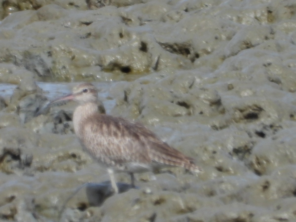 Kurlinta bekainduna - ML646961447