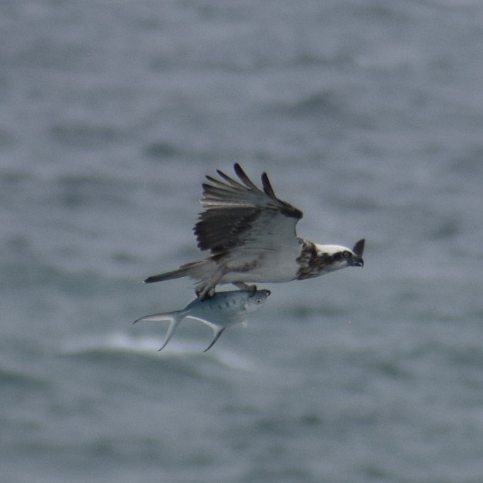 Скопа західна - ML646961448