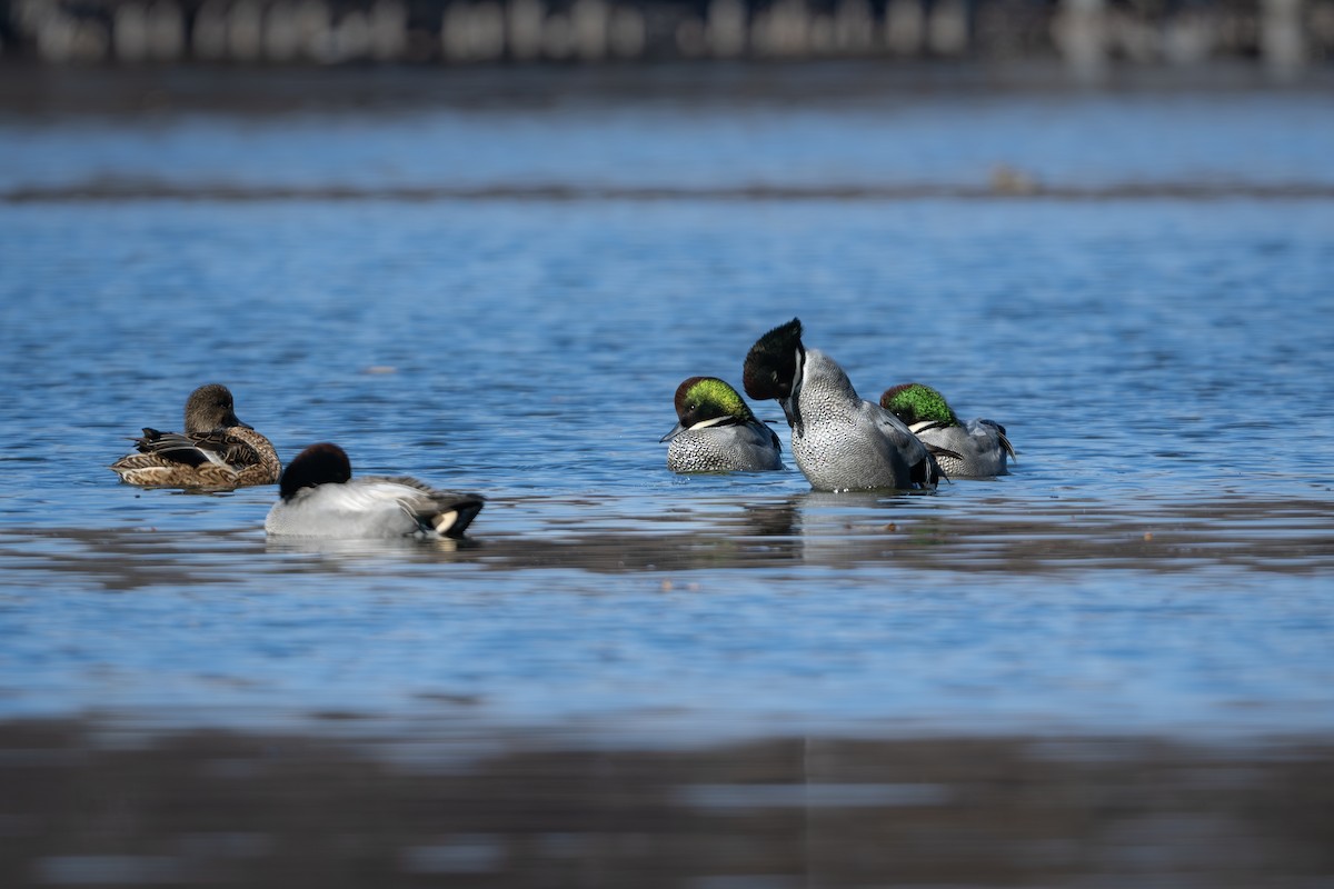 Качка далекосхідна - ML646961449