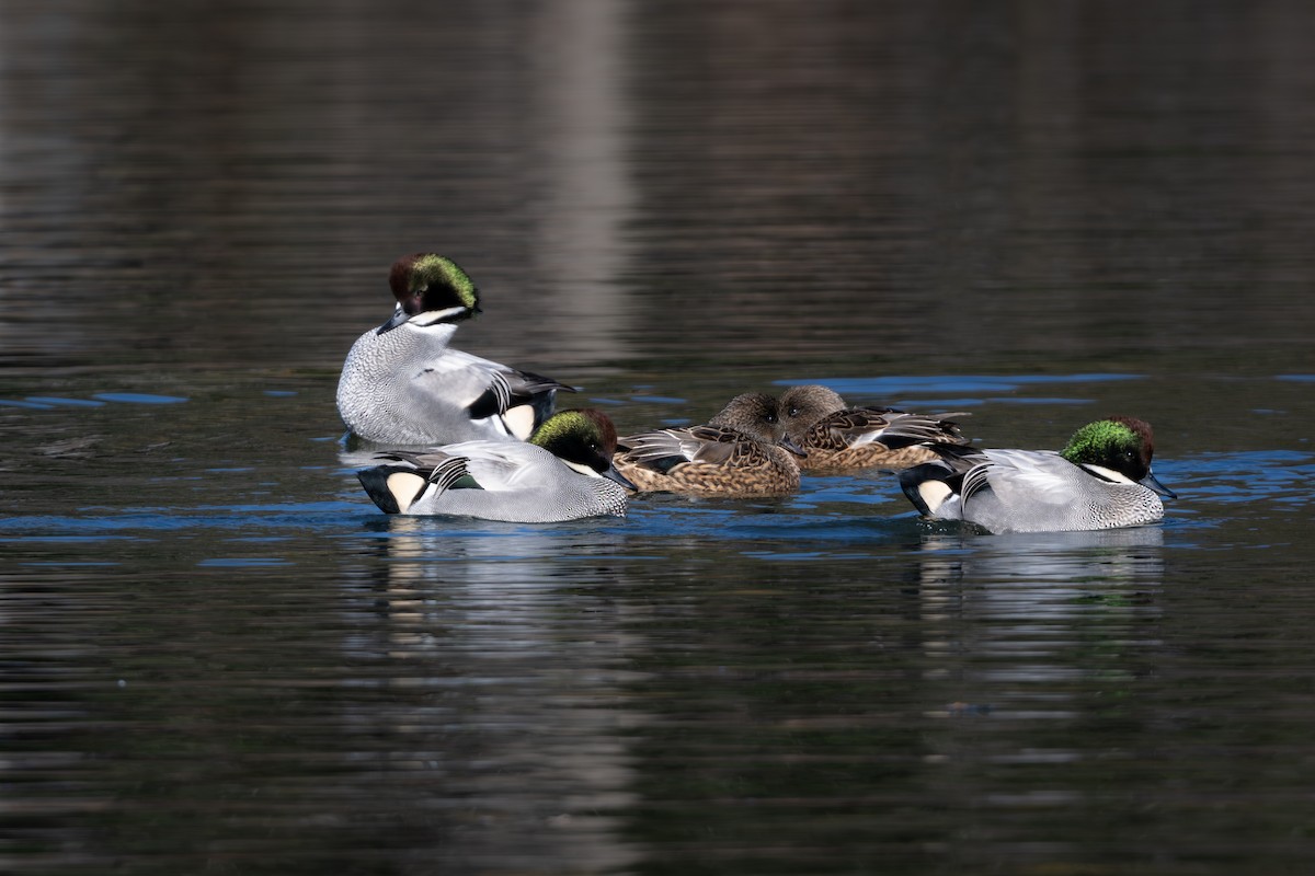 Качка далекосхідна - ML646961450