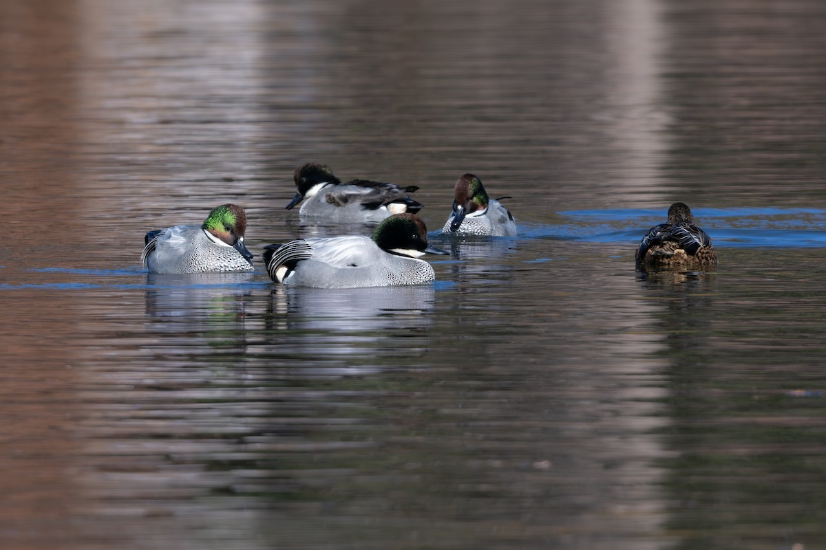 ヨシガモ - ML646961451