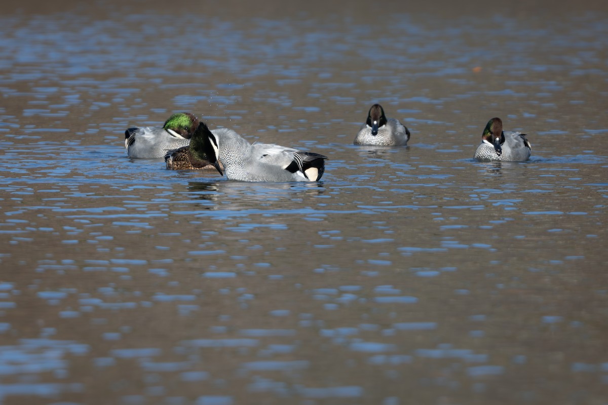 ヨシガモ - ML646961452