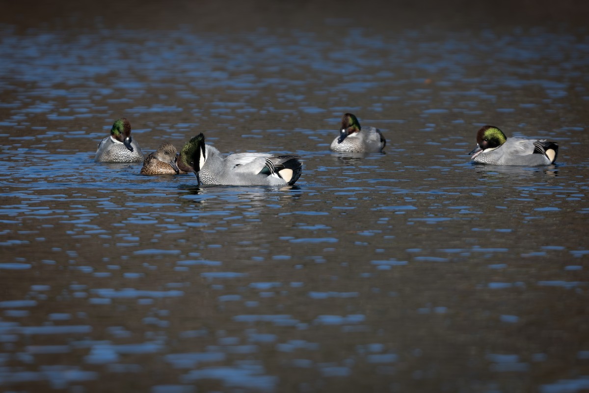 Качка далекосхідна - ML646961453