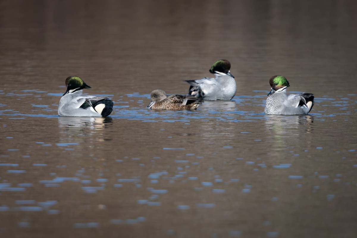 Качка далекосхідна - ML646961454