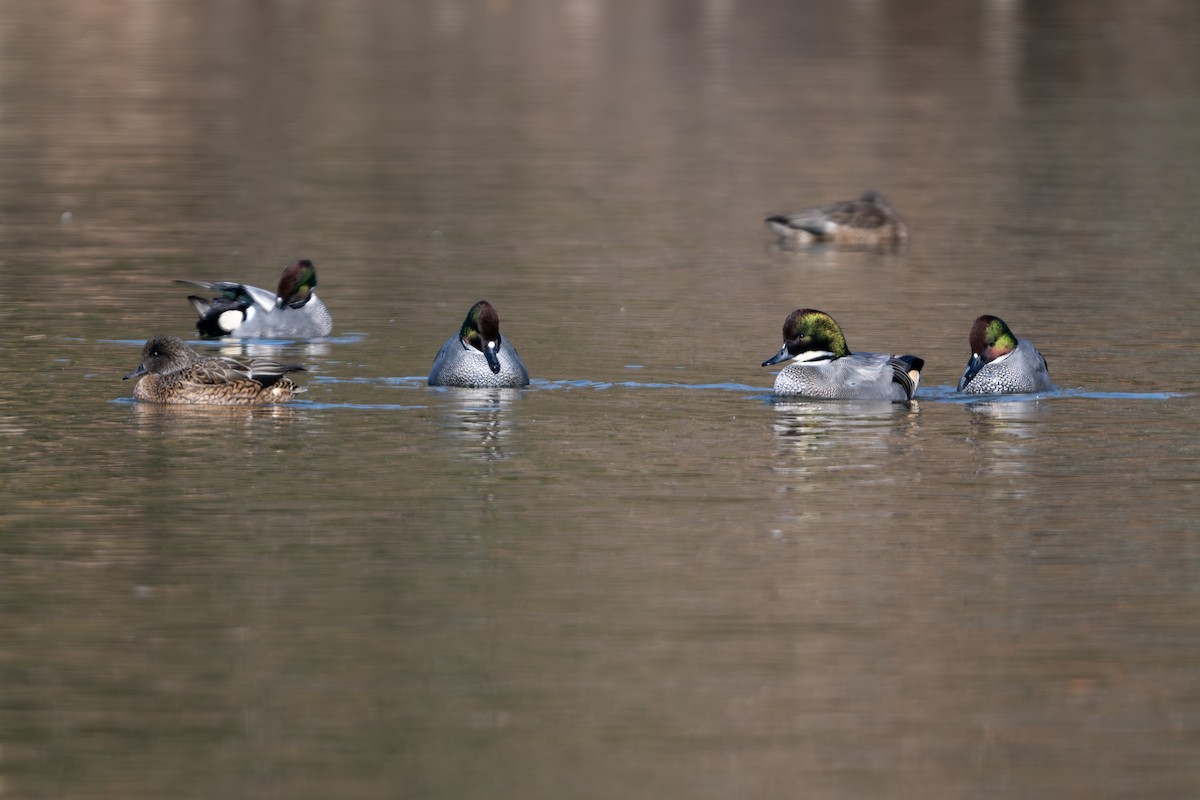 ヨシガモ - ML646961455