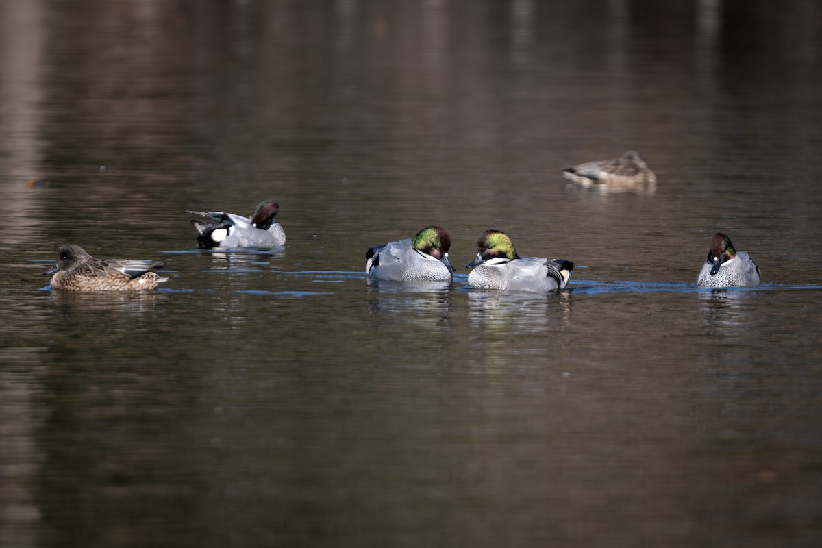 ヨシガモ - ML646961456