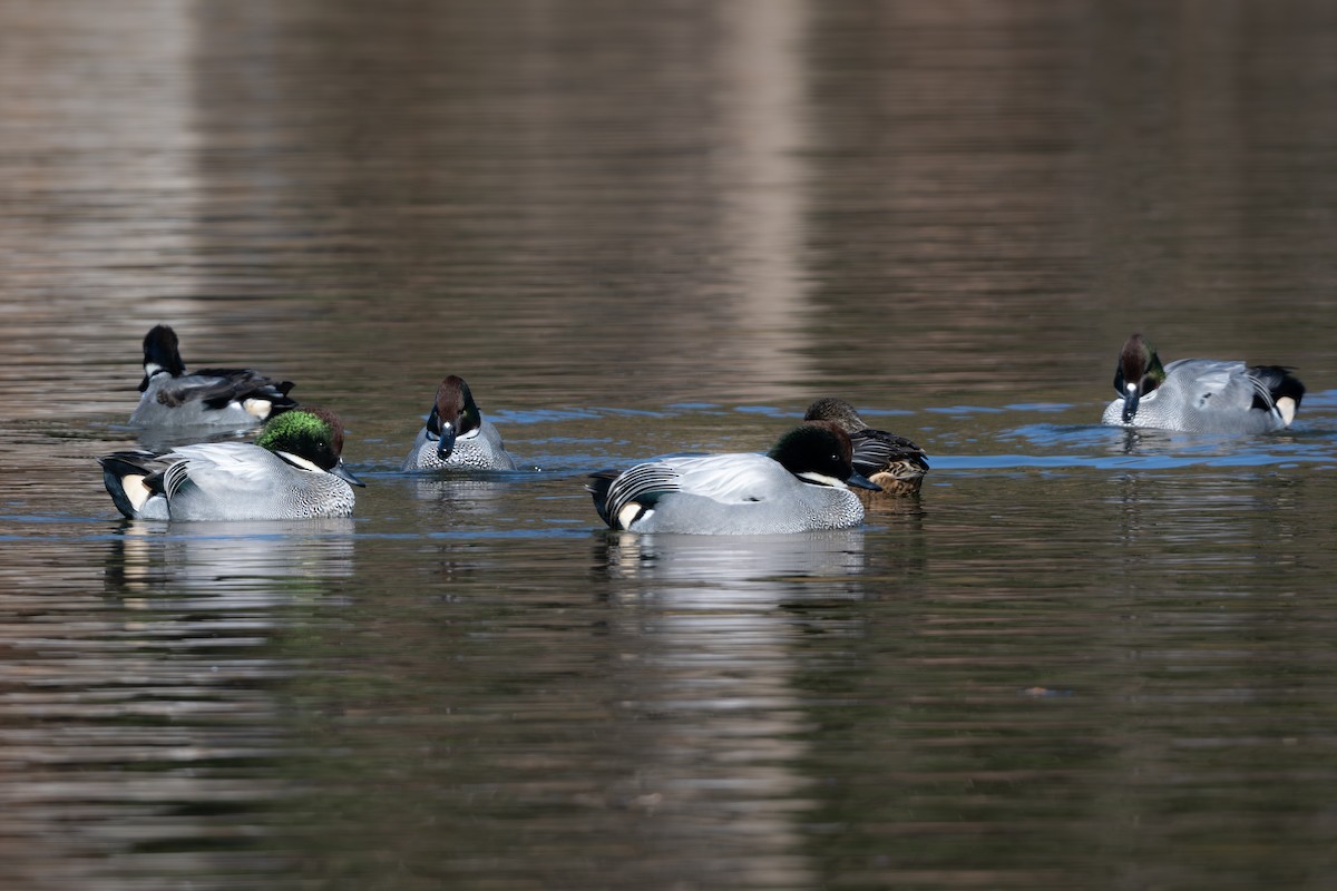 ヨシガモ - ML646961457