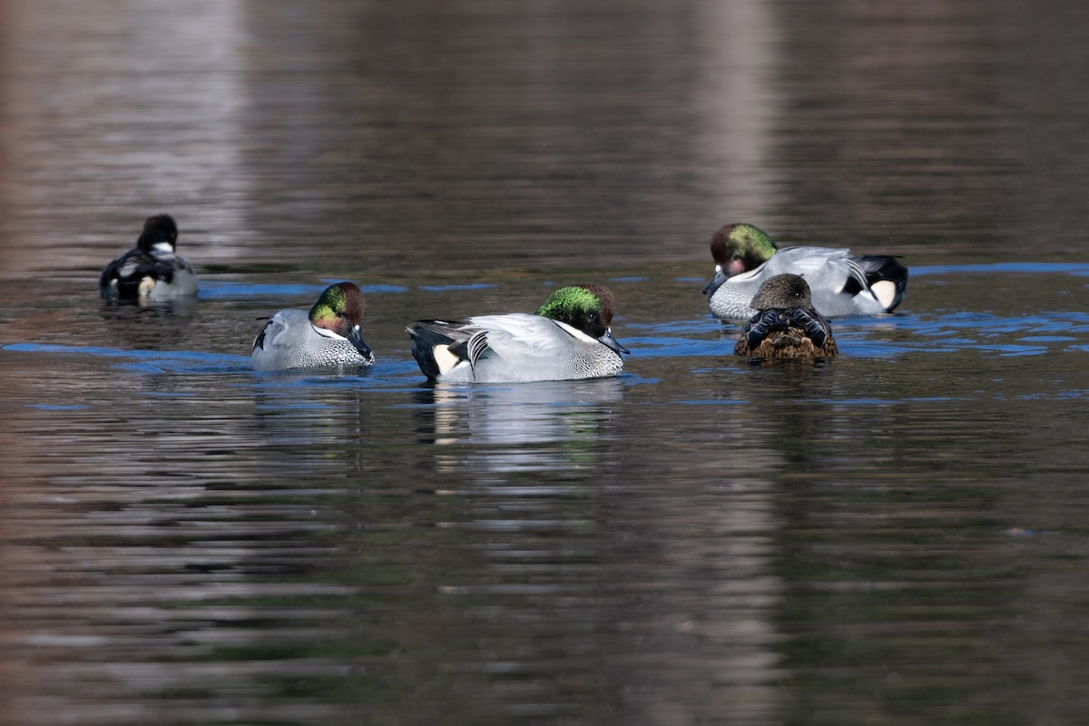 ヨシガモ - ML646961458