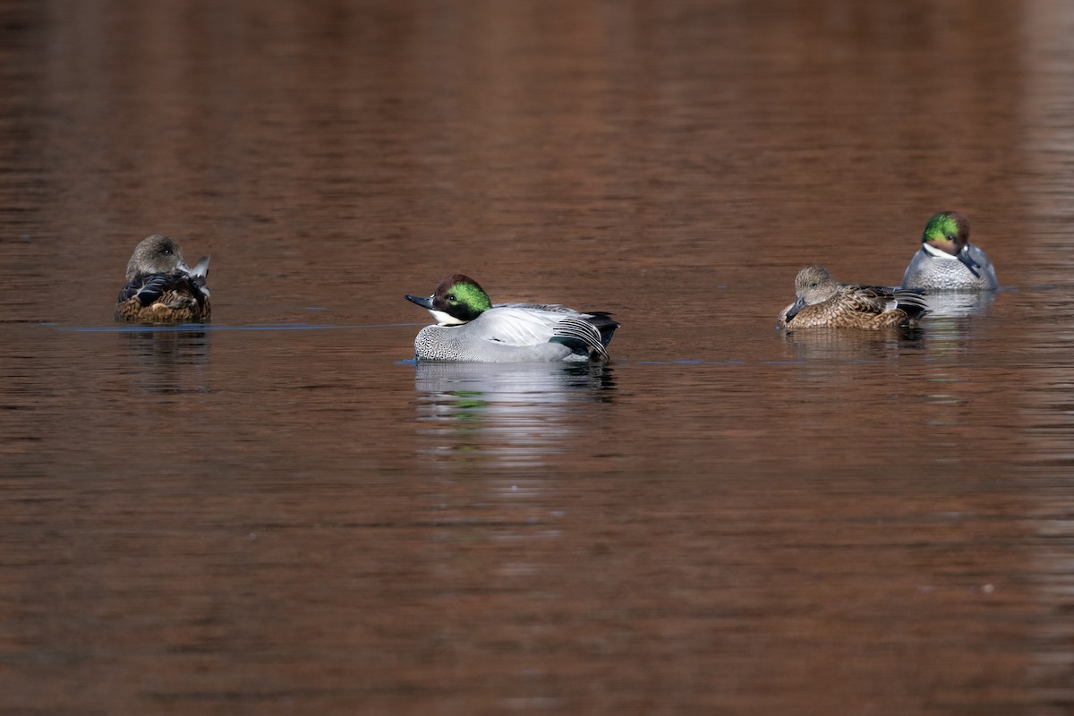 ヨシガモ - ML646961459