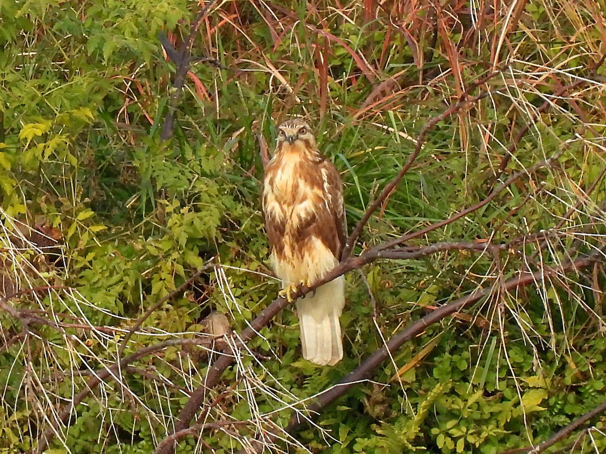 ノスリ - ML646961460