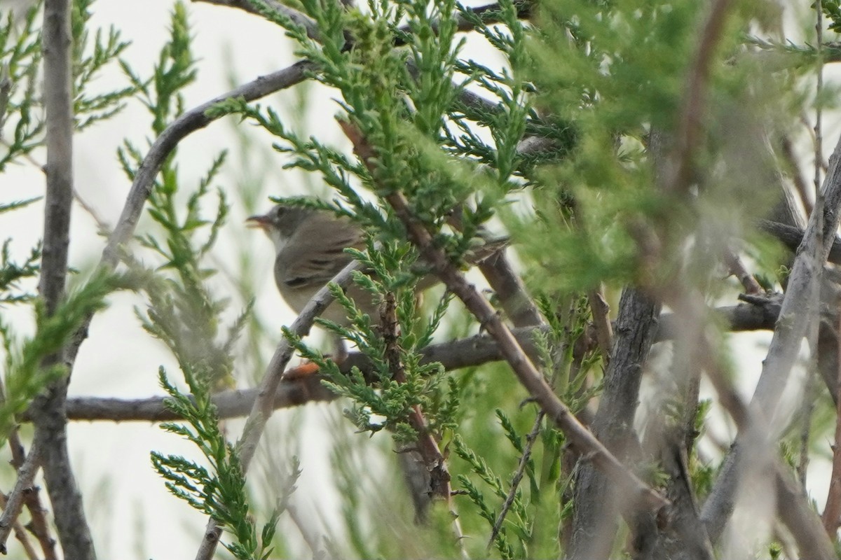 ノドジロムシクイ - ML646961462