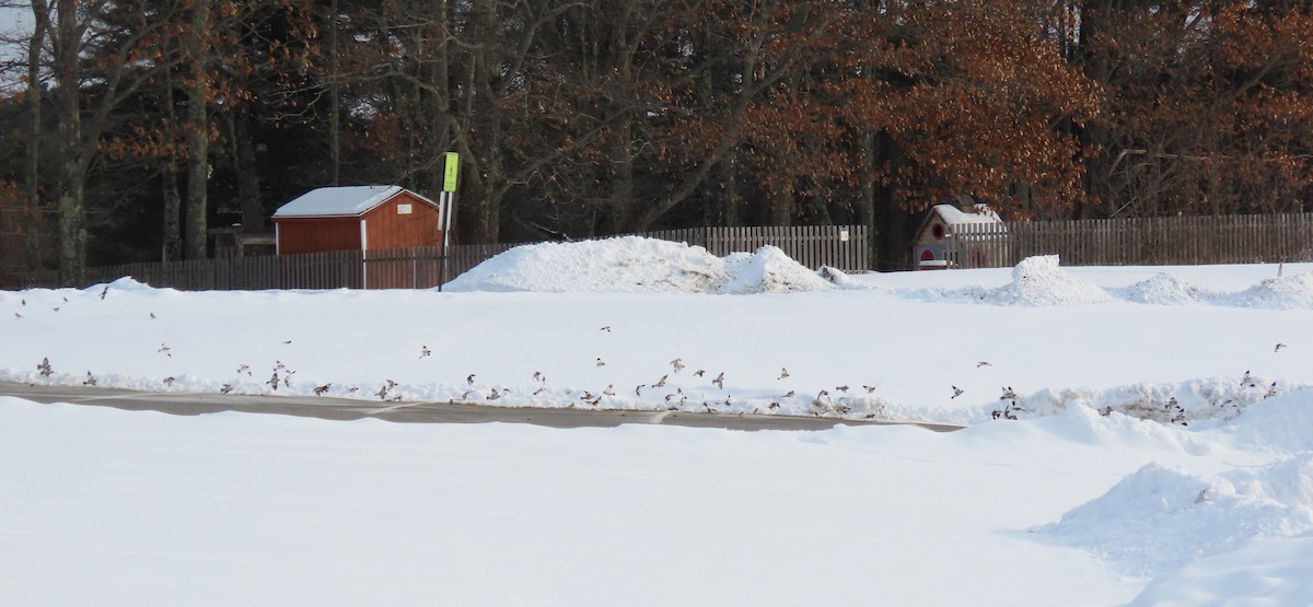 ユキホオジロ - ML646961464